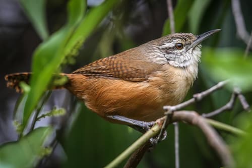 Buff-breasted Wren