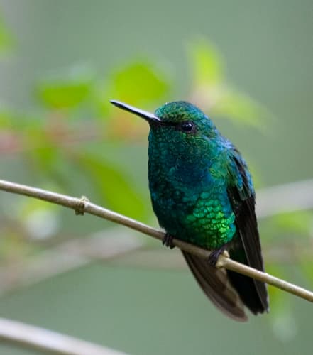 Western Emerald