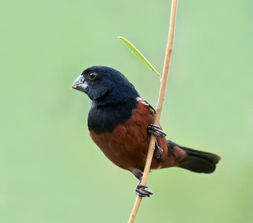 Chestnut-bellied Seed-Finch