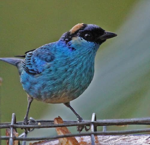 Golden-naped Tanager