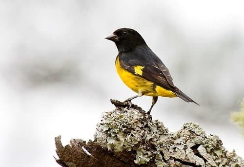 Yellow-bellied Siskin