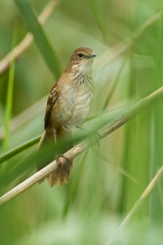 Little Rush-Warbler