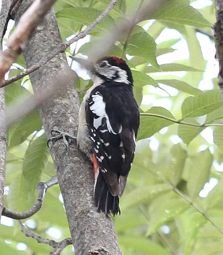 Himalayan Woodpecker