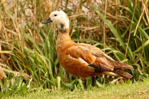 South African Shelduck