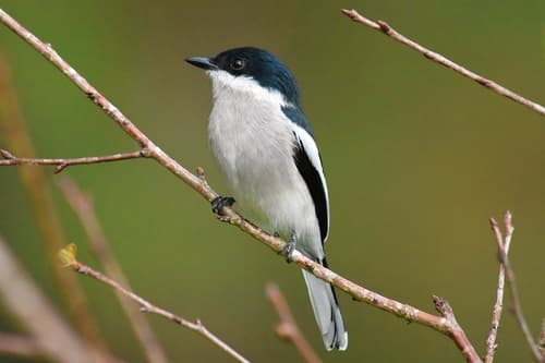 Bar-winged Flycatcher-shrike