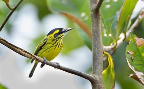 Yellow-browed Tody-Flycatcher