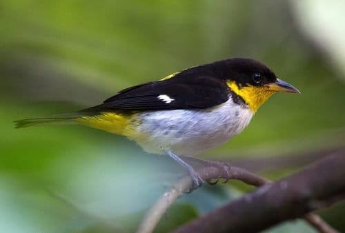 Yellow-backed Tanager