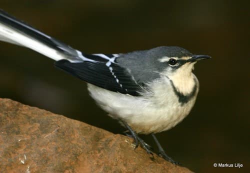 Mountain Wagtail