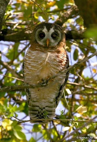 African Wood-Owl
