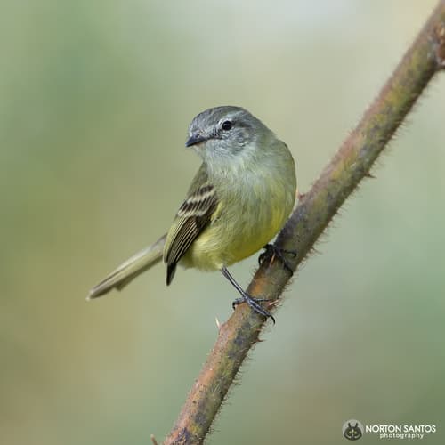 Planalto Tyrannulet