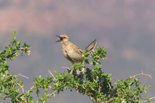 Brown Songlark