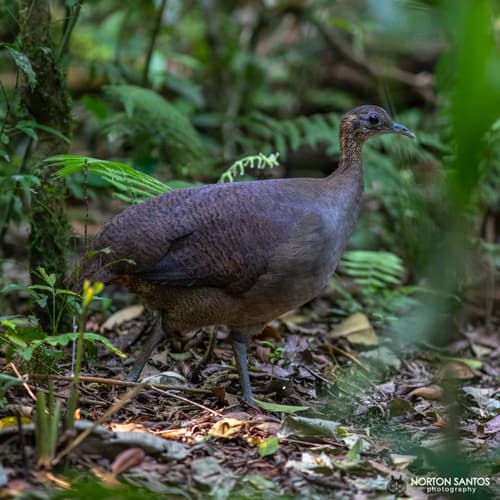Solitary Tinamou