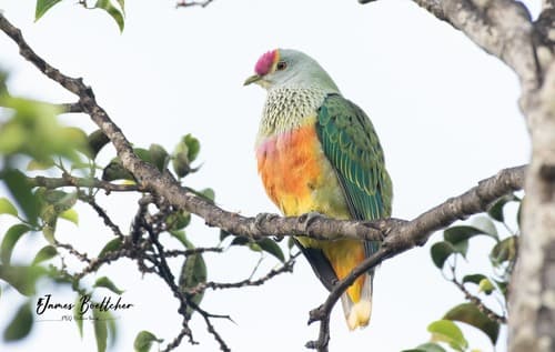 Rose-crowned Fruit Dove