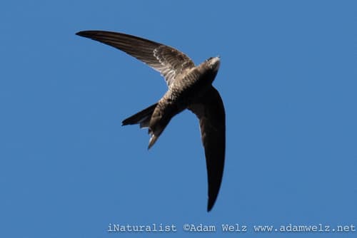 African Swift