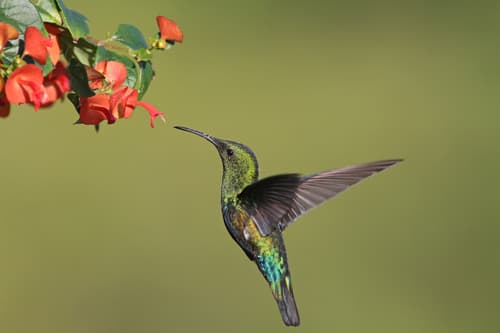 Green-throated Carib