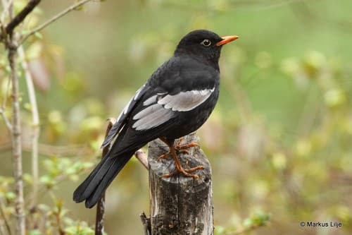 Gray-winged Blackbird