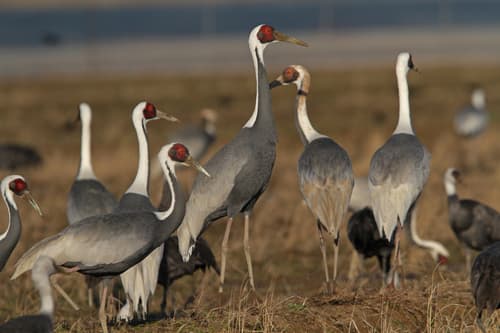 White-naped Crane