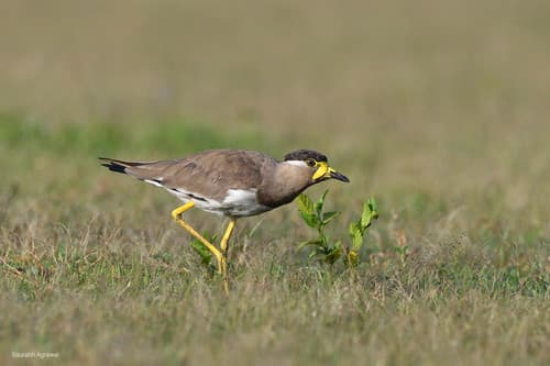 Yellow-wattled Lapwing