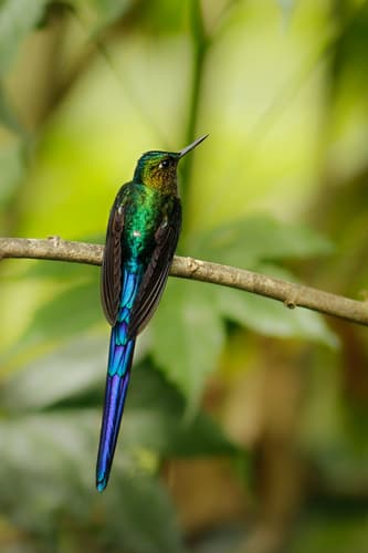 Violet-tailed Sylph