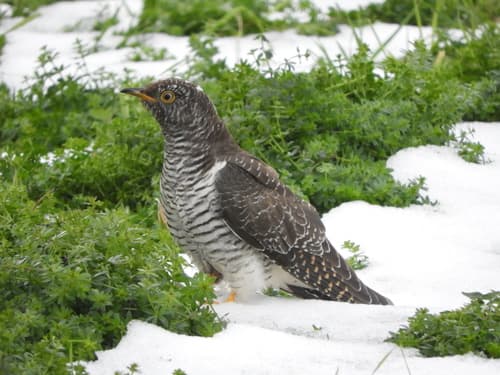 Common Cuckoo