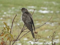 Common Cuckoo