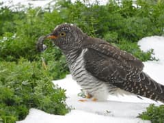 Common Cuckoo