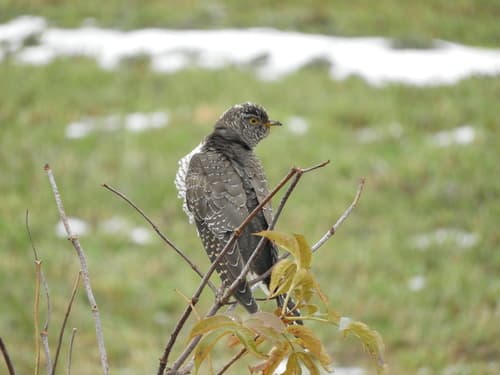 Common Cuckoo
