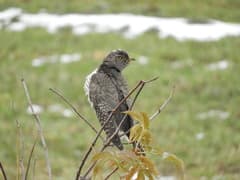 Common Cuckoo
