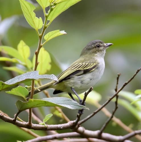 Mistletoe Tyrannulet