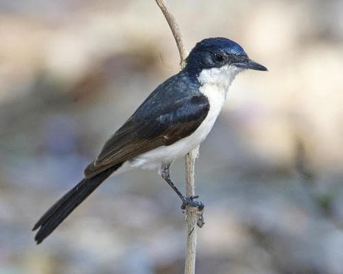 Restless Flycatcher