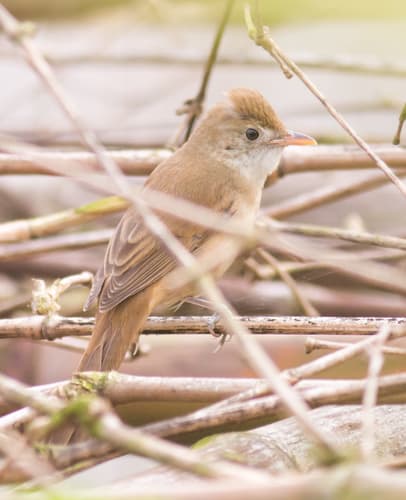 Thick-billed Warbler