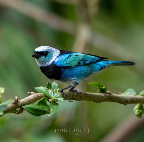 Masked Tanager