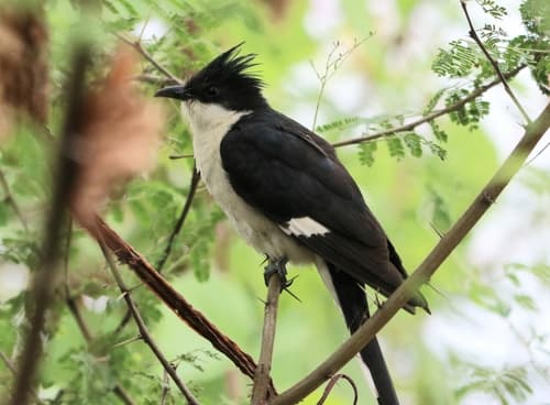 Pied Cuckoo