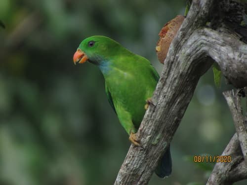 Vernal Hanging-Parrot