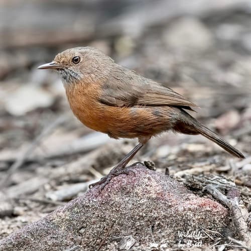Rockwarbler