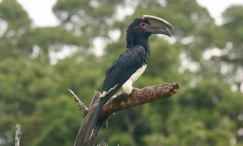 Trumpeter Hornbill