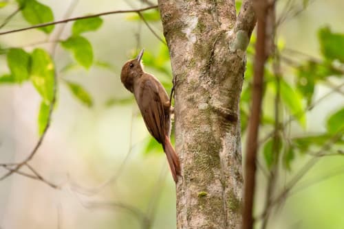 Plain-winged Woodcreeper