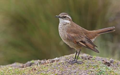 Chestnut-winged Cinclodes