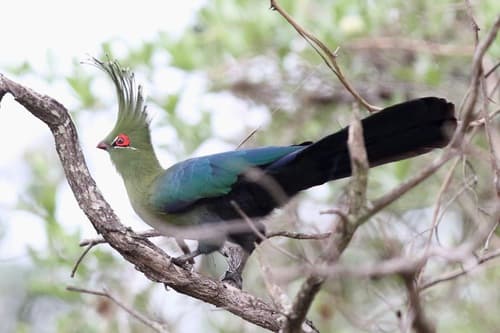 Schalow's Turaco