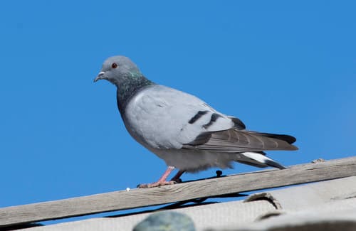Hill Pigeon