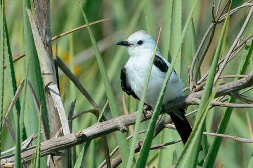 Black-and-white Monjita