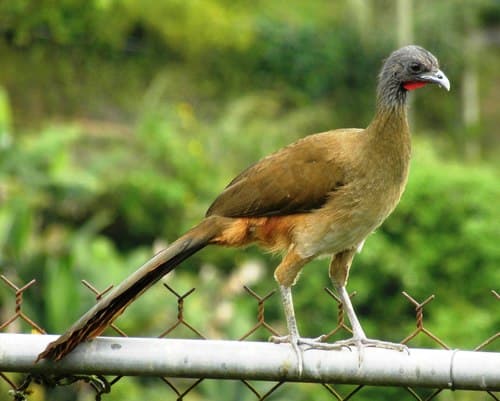 Rufous-vented Chachalaca