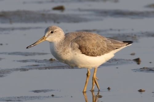 Nordmann's Greenshank