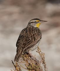 Western Meadowlark