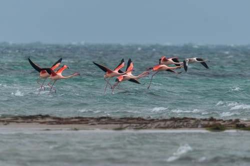 Greater Flamingo