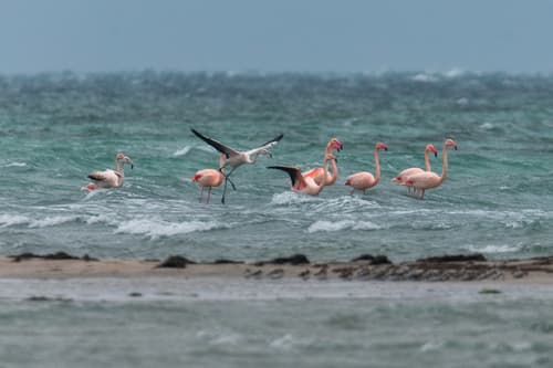 Greater Flamingo
