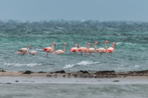 Greater Flamingo