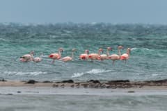 Greater Flamingo
