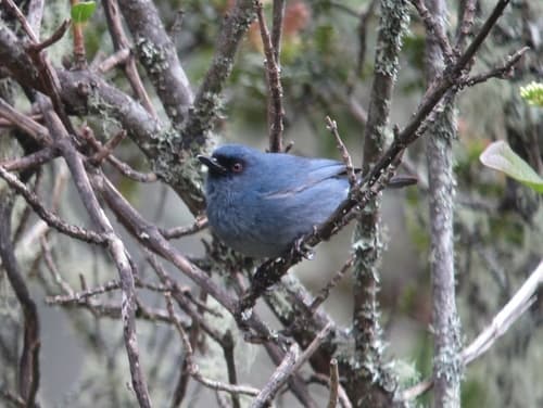 Bluish Flowerpiercer