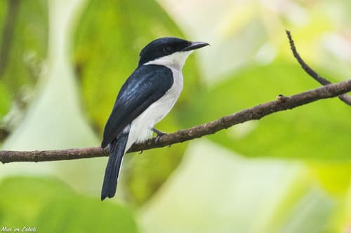 Black-winged Flycatcher-shrike